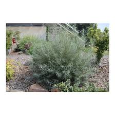 Attēlu rezultāti vaicājumam “Salix repens subsp. rosmarinifolia”