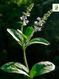 Image result for Veronica officinalis