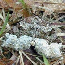 Attēlu rezultāti vaicājumam “Euphyia unangulata”