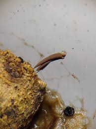 Attēlu rezultāti vaicājumam “Stemonitis marjana macro”