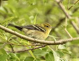 Image result for Dendroica castanea