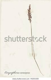 Attēlu rezultāti vaicājumam “Corynephorus canescens leaf”