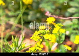 Attēlu rezultāti vaicājumam “Sisymbrium loeselii flower”
