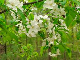 Attēlu rezultāti vaicājumam “Malus baccata fruit”