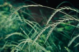 Attēlu rezultāti vaicājumam “Elymus caninus fruit”