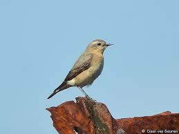 Attēlu rezultāti vaicājumam “Oenanthe oenanthe”