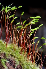 Attēlu rezultāti vaicājumam “Herzogiella seligeri”