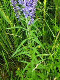 Attēlu rezultāti vaicājumam “Veronica longifolia fruit”