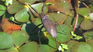 Attēlu rezultāti vaicājumam “Nepa cinerea”