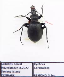 Attēlu rezultāti vaicājumam “Cychrus caraboides”