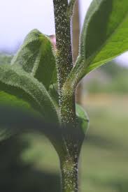 Attēlu rezultāti vaicājumam “Echinacea purpurea leaf”