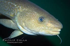 Image result for Gadus macrocephalus