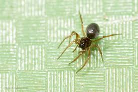 Attēlu rezultāti vaicājumam “Linyphiidae”