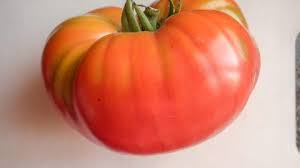 Afbeeldingsresultaat voor erdie family oxheart tomato