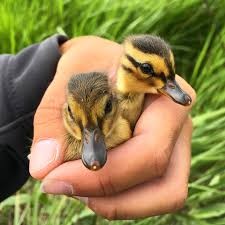 Attēlu rezultāti vaicājumam “Anas platyrhynchos”