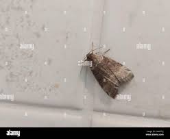 Attēlu rezultāti vaicājumam “Tetheella fluctuosa”