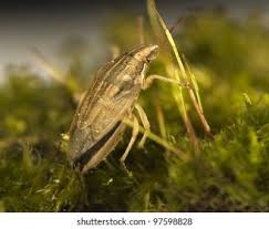 Attēlu rezultāti vaicājumam “Aelia acuminata”