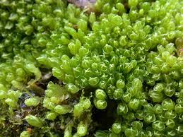 Attēlu rezultāti vaicājumam “Anastrophyllum minutum”