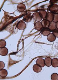 Attēlu rezultāti vaicājumam “Diderma subincarnatum”