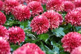 Image result for Chrysanthemum spectabile