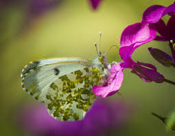 Attēlu rezultāti vaicājumam “Anthocharis cardamines”