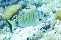 Image result for Diplodus puntazzo