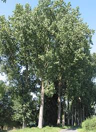 Attēlu rezultāti vaicājumam “Populus”