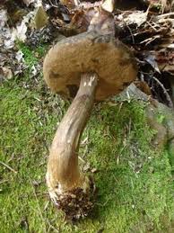 Attēlu rezultāti vaicājumam “Porphyrellus porphyrosporus”