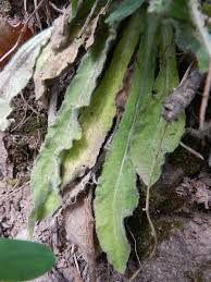 Attēlu rezultāti vaicājumam “Campanula cervicaria bud”