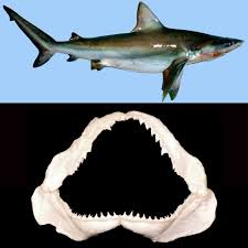 Image result for Carcharhinus brevipinna