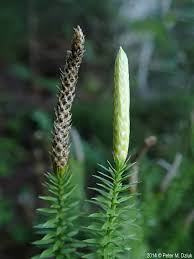 Attēlu rezultāti vaicājumam “Lignydium muscorum”