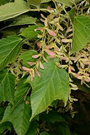 Attēlu rezultāti vaicājumam “Acer rufinerve flower”