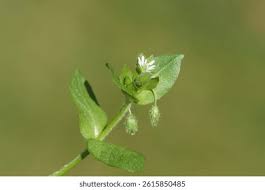 Attēlu rezultāti vaicājumam “Stellaria media bud”