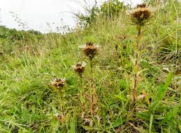 Attēlu rezultāti vaicājumam “Carlina vulgaris”