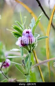 Attēlu rezultāti vaicājumam “Vicia angustifolia leaf”