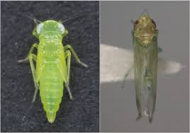 Attēlu rezultāti vaicājumam “Macrosteles nymph”