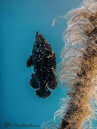 Image result for Polyprion americanus