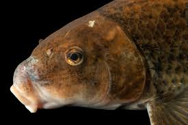 Image result for Minytrema melanops