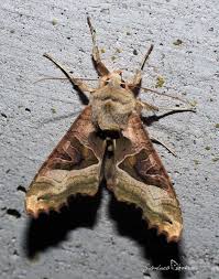 Attēlu rezultāti vaicājumam “Phlogophora meticulosa”