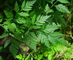 Attēlu rezultāti vaicājumam “Torilis japonica leaf”