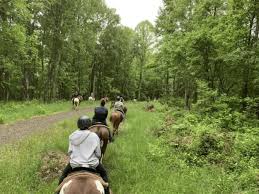Image result for Abinger Forest Riding Club
