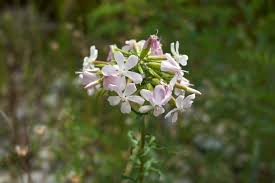 Attēlu rezultāti vaicājumam “Saponaria officinalis”