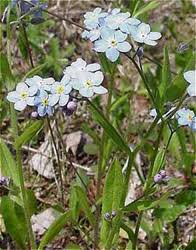 Attēlu rezultāti vaicājumam “Lophozia laxa”