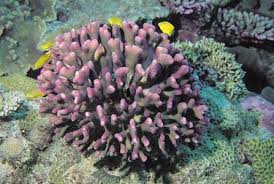 Attēlu rezultāti vaicājumam “Pistillaria sp.”