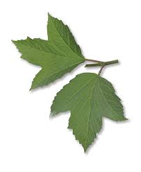 Attēlu rezultāti vaicājumam “Viburnum opulus leaf”