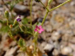 Attēlu rezultāti vaicājumam “Polemoniaceae”