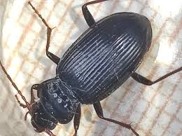 Attēlu rezultāti vaicājumam “Nebria brevicollis”