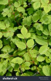 Attēlu rezultāti vaicājumam “Astilbe chinensis leaf”