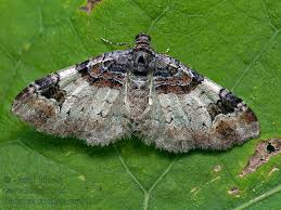 Attēlu rezultāti vaicājumam “Catarhoe cuculata”