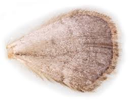 Attēlu rezultāti vaicājumam “Perizoma bifaciata”